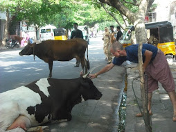 Chris petting a cow on the street