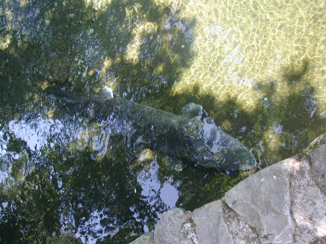 [BonvlHatchSturgeon1.JPG]