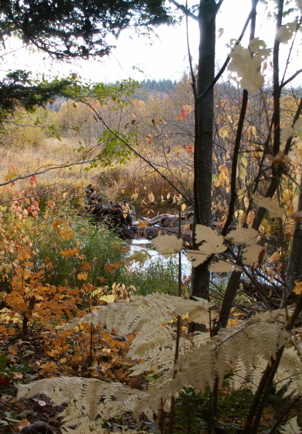 [TroutLakeColors073.JPG]