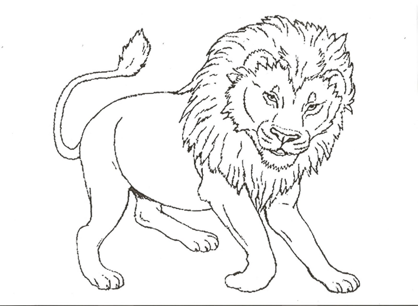 Лев печатать. Раскраски с животными. Лев раскраска для детей. Раскраска Лев и тигр. Раскраска левадля детей.