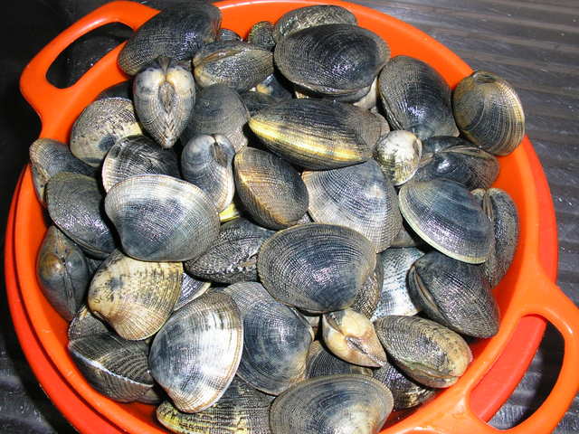 [AMEIJOASBULHOPATONACATAPLANA001.jpg]