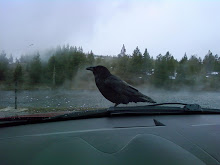 Caw, Jason -- Caw!  Yellowstone