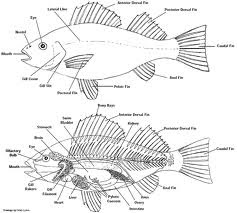 SISTEM MANAJEMEN MUTU(QMS): FishBone- Diagram ikan ... tilapia fish label diagram 