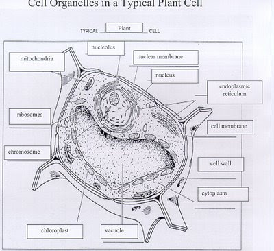 Ms. Grumbine's Science: October 2007