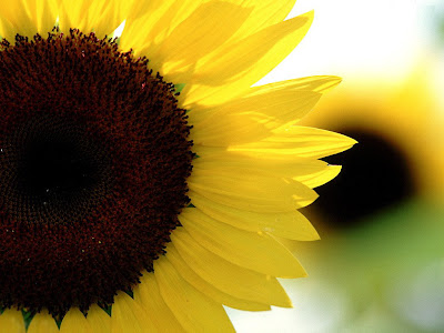 Koleksi Gambar  Bunga  Matahari  Tercantik 