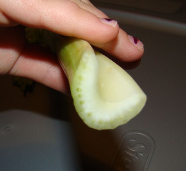 Good Clean Educational Fun celery experiment how plants drink