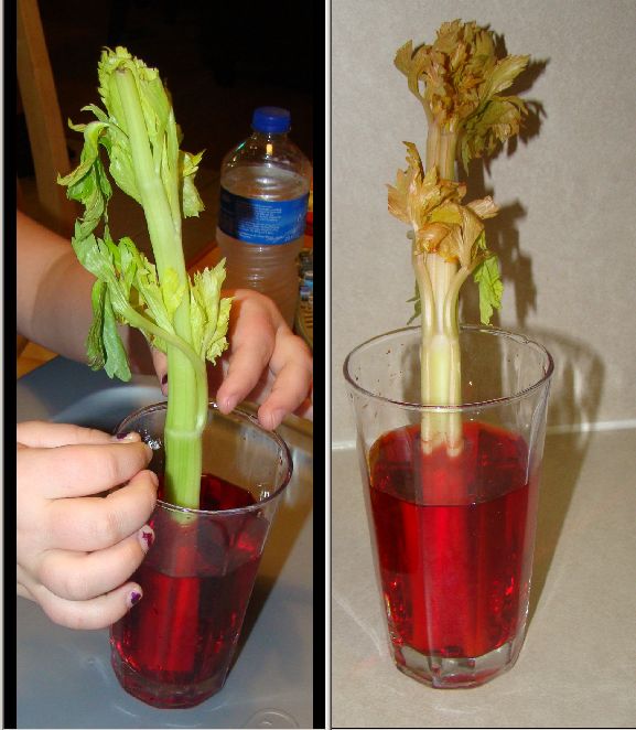 Good Clean Educational Fun celery experiment how plants drink