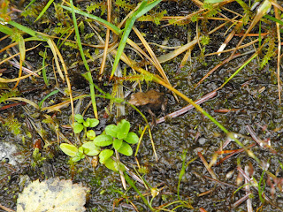 Little Frog 2 on the mossy path