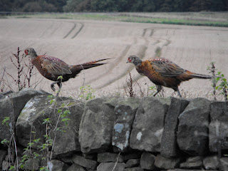Two male Pheasants scurrying along a wall
