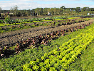Lettuce and other vegetables growing in the field
