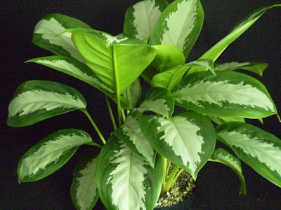 plantas purificadoras de interior Evergreen Chino