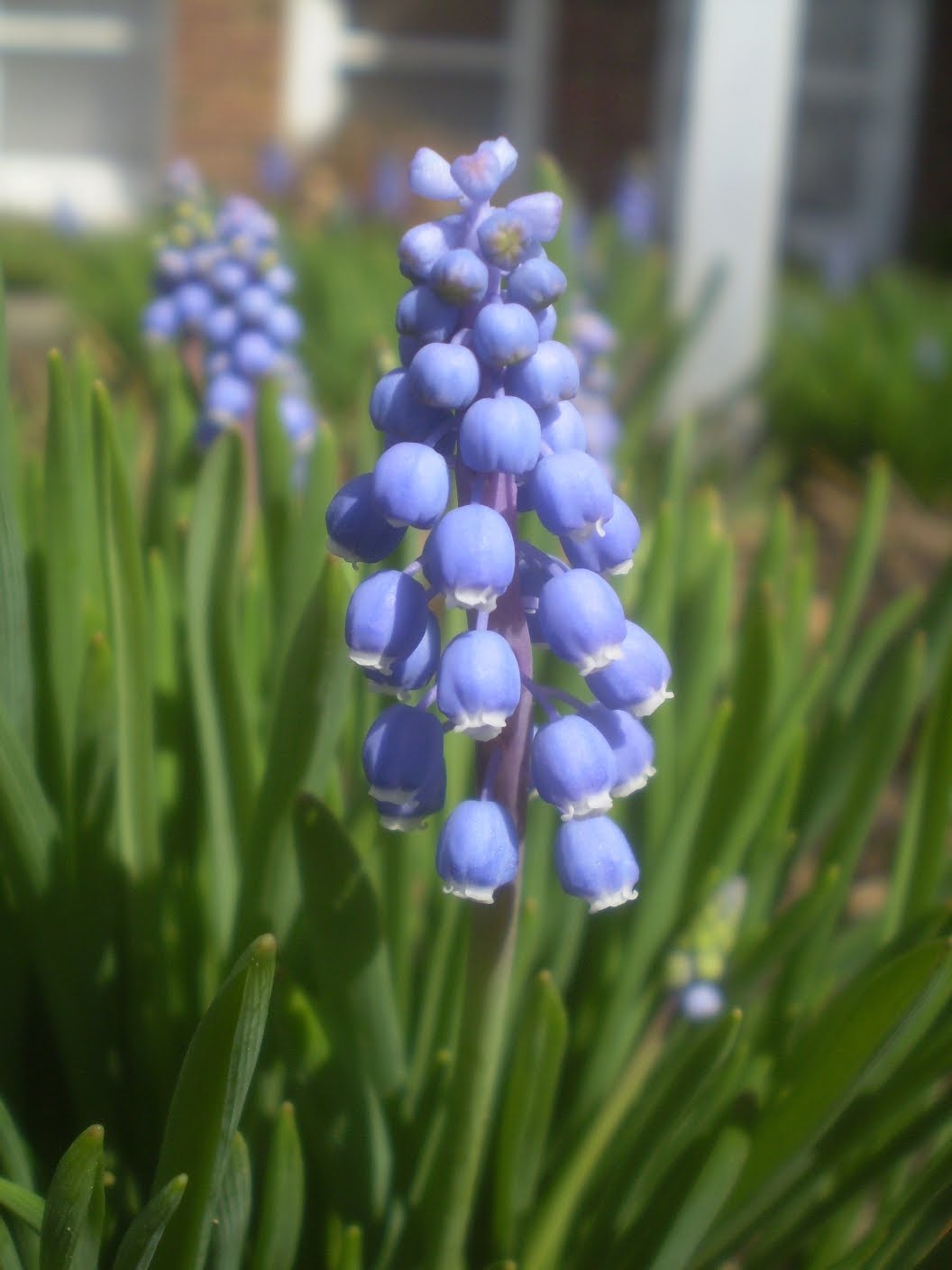 Plants are the Strangest People 4/4/10 4/11/10