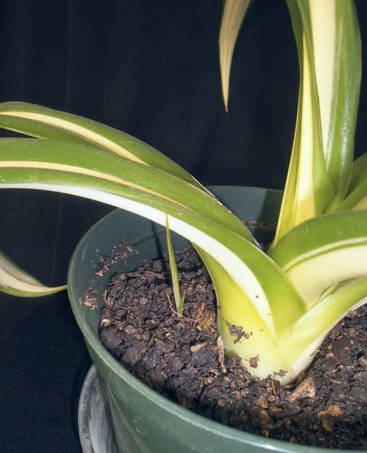 Plants are the Strangest People: Random plant event: Furcraea foetida