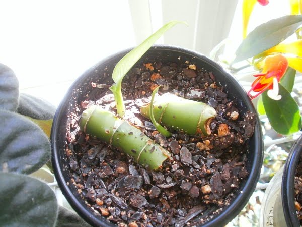 Anthurium Cuttings For Sale Big Island Anthurium Cuttings For Sale Big Island