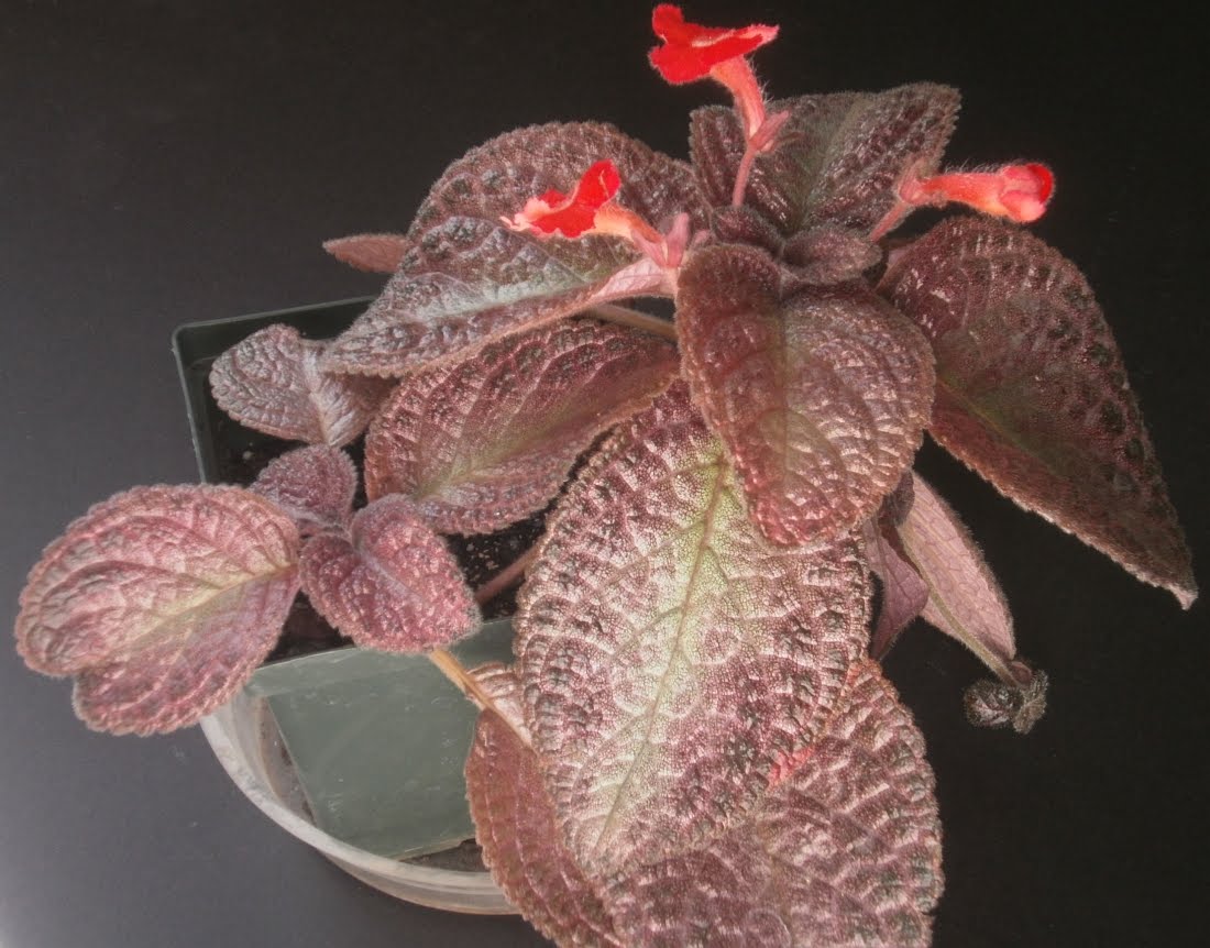 カラテアの種類 - Calathea rufibarba