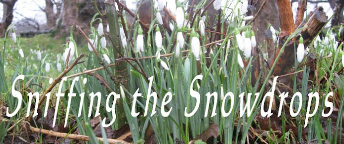 Sniffing the snowdrops