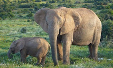 Nueva especie de elefante en África
