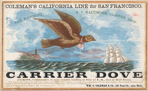 The Carrier Dove