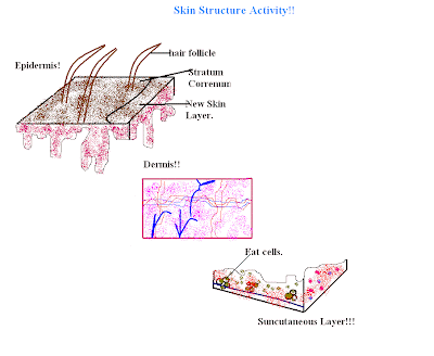 Erin Anatomy: Skin Structure Activity!!