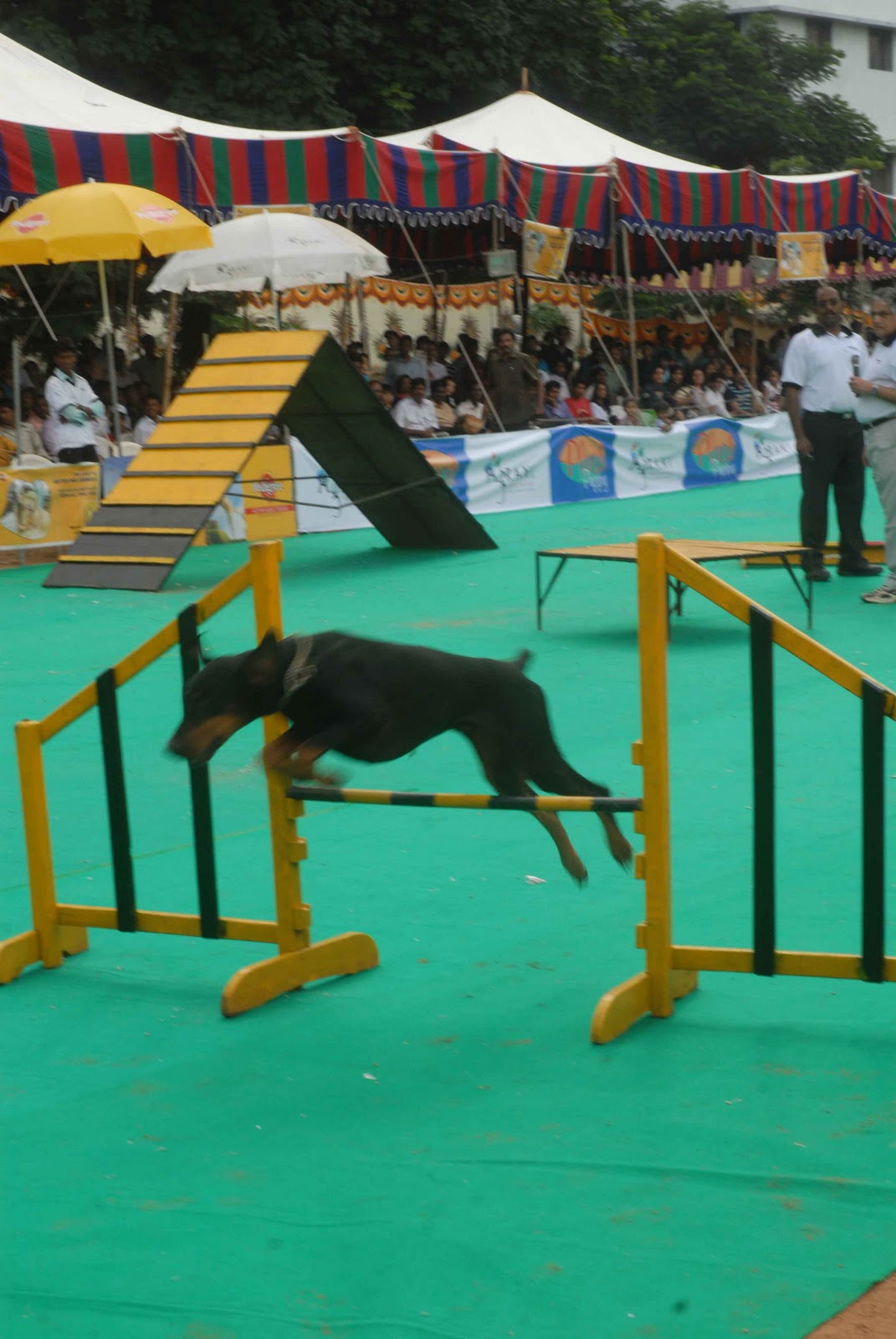 test Sports Dog Show at Hyderabad Stills, Hyderabad Canine Club Dog