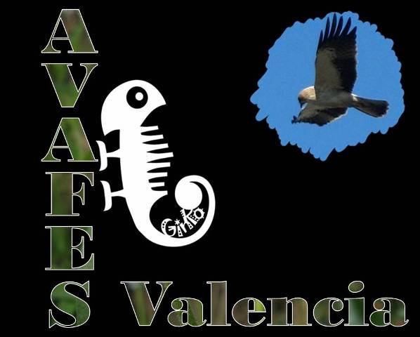 AVAFES Valencia