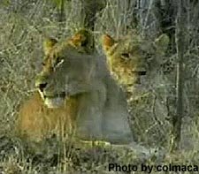 [2+-++lionesses.jpg]