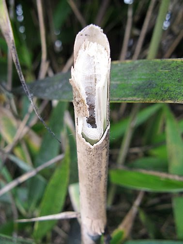 Sacred Circle Mandalas: SACRED LIFE SUNDAY: MAKE ME A HOLLOW REED