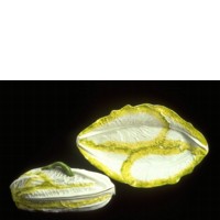 [longtonhalllettuce.jpeg]