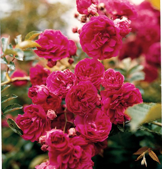 [MarieAntoinetteLastGardenVersailles_pg212-213.jpg]