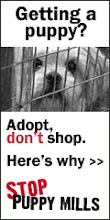 Adopt a cat or dog from a shelter