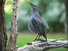 Catbird