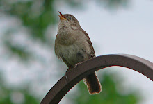 House wren