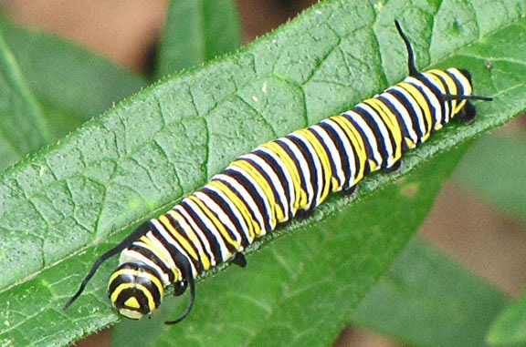 [Monarch+Caterpillar+1002.jpg]