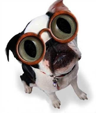 [chien_lunnette.jpg]