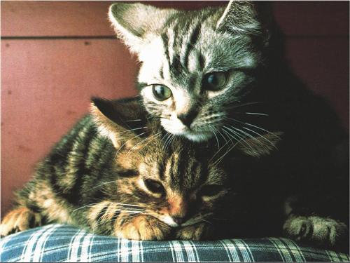 [chatons-tigres.jpg]