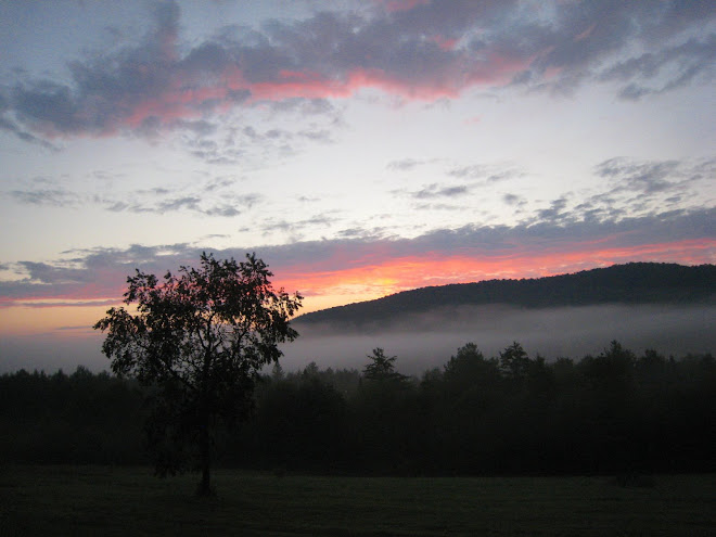 Sunset with wild cherry tree