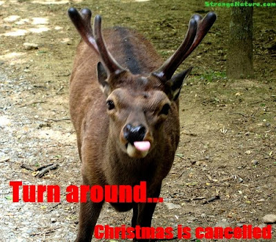 Funny Christmas Photos on Funny Xmas Animal Pictures   Funny Animal Pictures   Strangenature Com