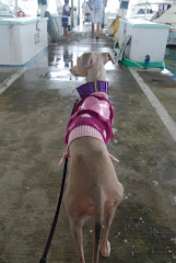 candy going for a stroll