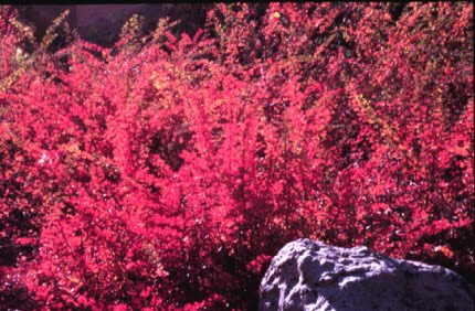 [kadın+tuzluğu.jpg]