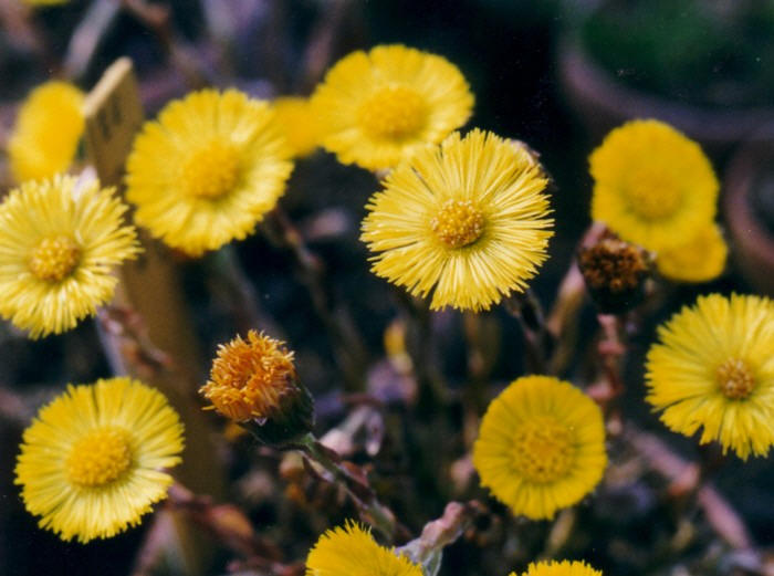 [Ã¶ksÃ¼rÃ¼k-otu.jpg]