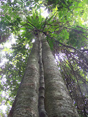 Mt Glorious Rainforest