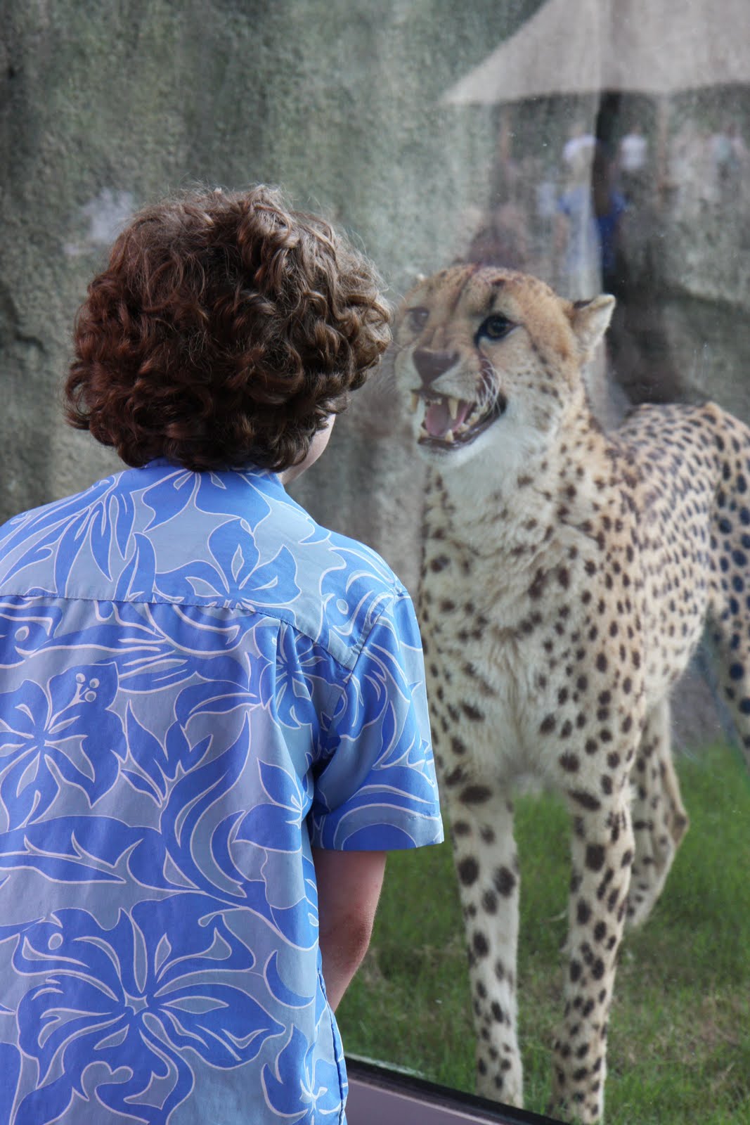 The Dallas Cook Book Savanna Smiles at the Dallas Zoo