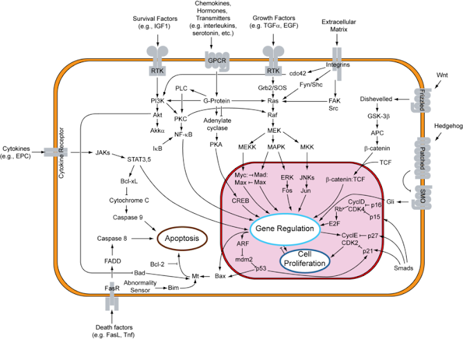 Apoptosis pathways