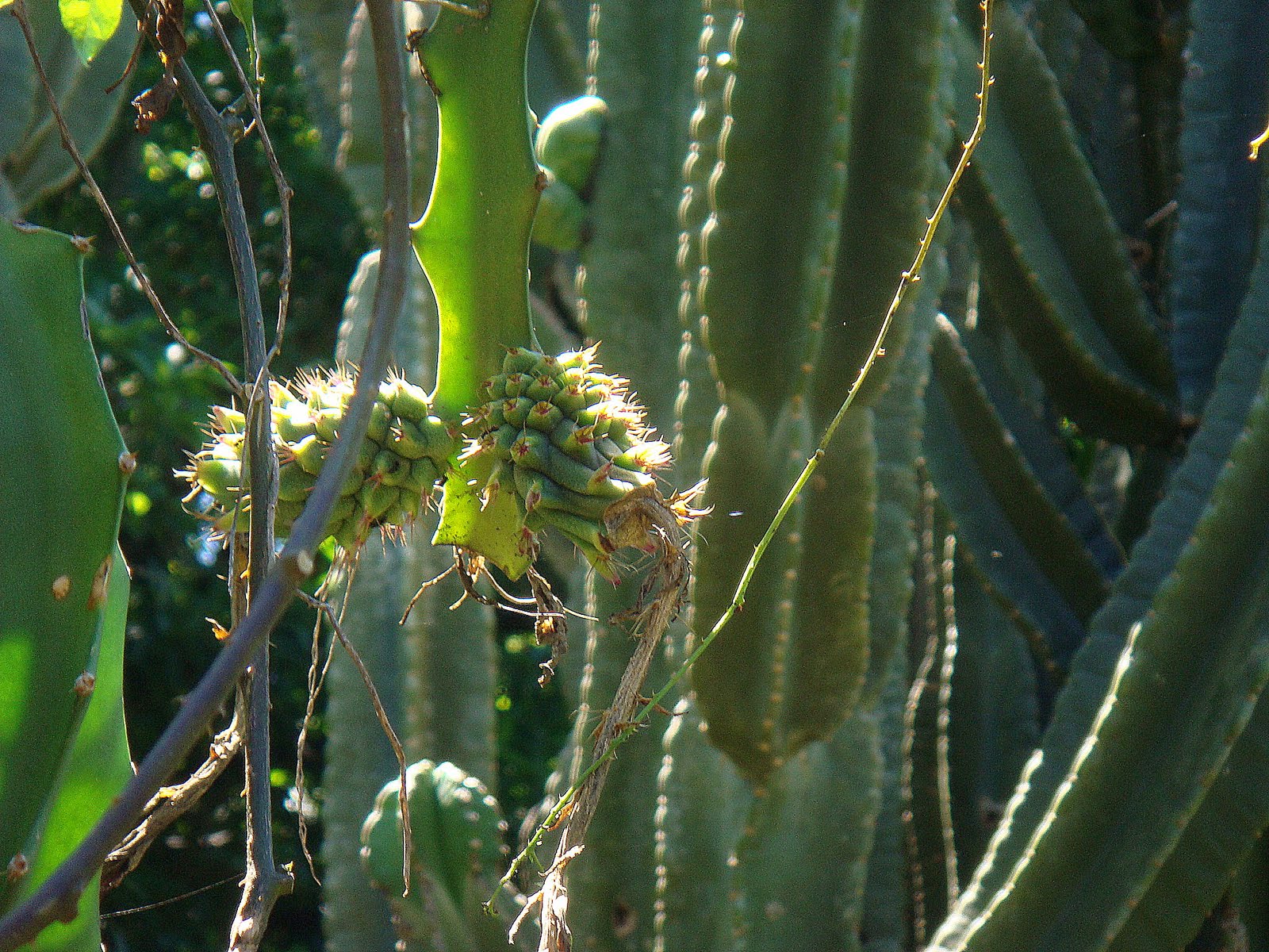 Cajá Manga Com Ovo Faz Mal Come Se Ovos De Ano Novo