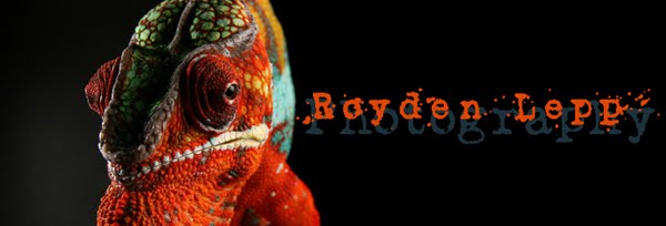 Royden Lepp Reptile Photography