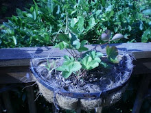 Strawberry Plant