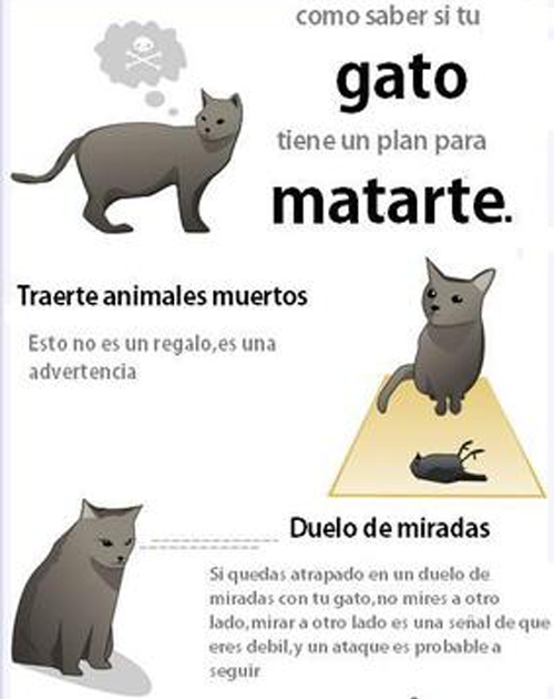 MEXICOGEEK: SIENTES QUE EL GATO TE QUIERE MATAR,