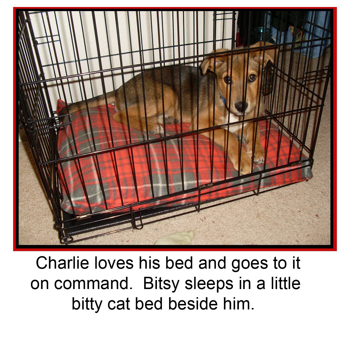 [Charlie+in+his+bed.jpg]