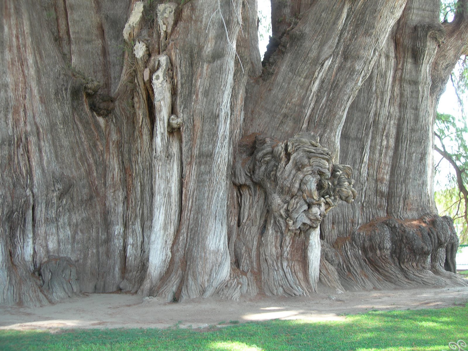 Combien Mesure Le Plus Grand Arbre Du Monde – Esam Solidarity