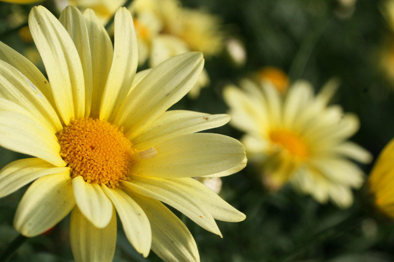 [yellow+daisy.jpg]